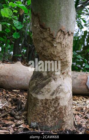 Un castor a laissé le travail à moitié fait!!! L'arbre n'est qu'à moitié coupé Banque D'Images