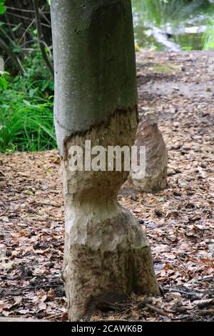 Un castor a laissé le travail à moitié fait!!! L'arbre n'est qu'à moitié coupé Banque D'Images