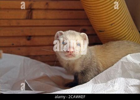 Gros plan d'un furet domestique sur un livre blanc serviette Banque D'Images