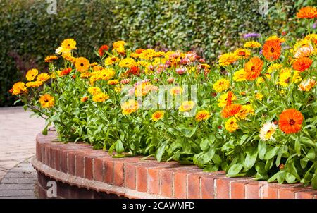 Calendula officinalis fleurs croissant dans un jardin de cottage anglais herbacé frontière en été Banque D'Images