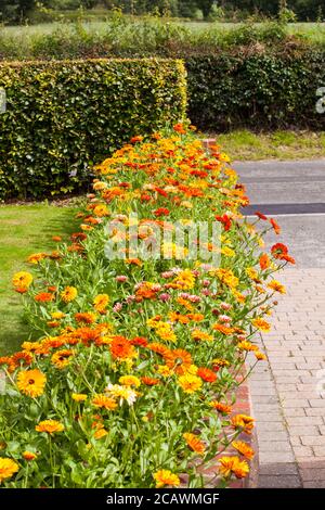 Calendula officinalis fleurs croissant dans un jardin de cottage anglais herbacé frontière en été Banque D'Images