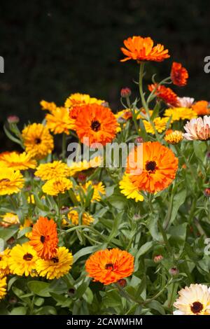 Calendula officinalis fleurs croissant dans un jardin de cottage anglais herbacé frontière en été Banque D'Images