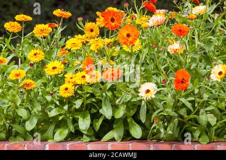 Calendula officinalis fleurs croissant dans un jardin de cottage anglais herbacé frontière en été Banque D'Images