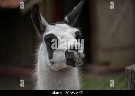 Gros plan sélectif d'un visage lama blanc avec taches noires Banque D'Images