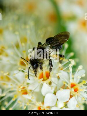 Macro d'une abeille pollinisant sur une fleur fleur Banque D'Images