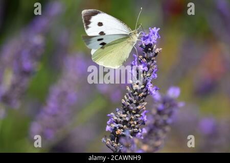 Chou papillon blanc visite une plante de lavande en irlandais jardin Banque D'Images