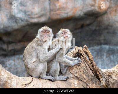 Formosan Rock Macaques, sont les espèces endémiques de Taiwan, dans le zoo de Hsinchu. Banque D'Images