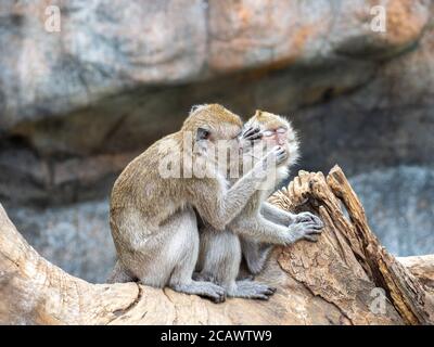 Formosan Rock Macaques, sont les espèces endémiques de Taiwan, dans le zoo de Hsinchu. Banque D'Images