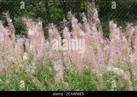 Rosebay willowherb (Chamerion angustifolium) à la fin de l'été avec des graines moelleuses, dispersion des graines par le vent, Royaume-Uni Banque D'Images