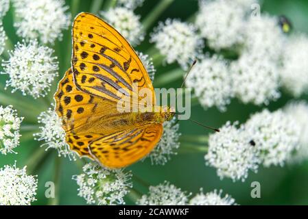 grands papillons orange sur une fleur blanche contre une herbe sombre floue. Gros plan. Mise au point sélective. Banque D'Images