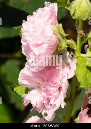 Pivoine forme double rose fleurs d'été de la maison de jardin hollyhock, Alcea rosea 'Chater's Pink' Banque D'Images