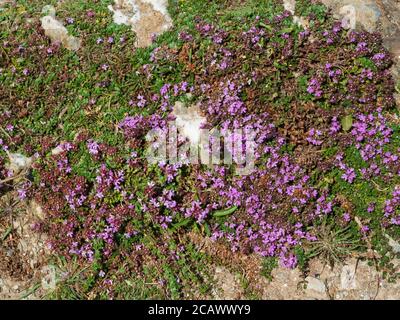 Des fleurs roses tapissent le tapis de thym sauvage, Thymus polytrichus, une fleur sauvage du Royaume-Uni, sur Rame Head, en Cornouailles Banque D'Images