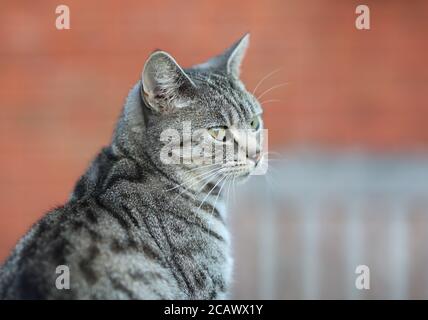 Portrait de chat tabby argent Banque D'Images