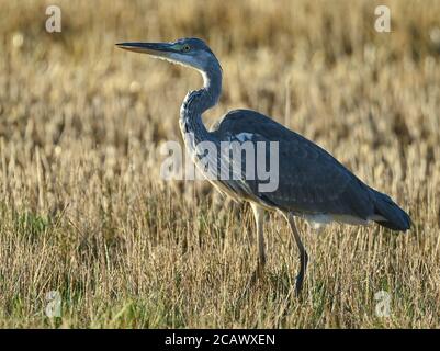 Reitwein, Allemagne. 06e août 2020. Un héron gris (Ardea cinerea), également appelé héron, se trouve sur un champ. Credit: Patrick Pleul/dpa-Zentralbild/ZB/dpa/Alay Live News Banque D'Images