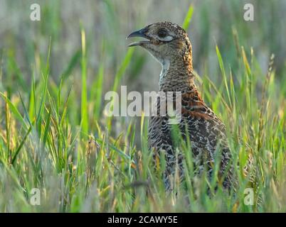 Reitwein, Allemagne. 06e août 2020. Une perdrix (Perdix perdix) se tient dans la lumière du matin dans un pré. Credit: Patrick Pleul/dpa-Zentralbild/ZB/dpa/Alay Live News Banque D'Images