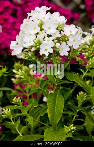 Phlox paniculata blanc Banque D'Images