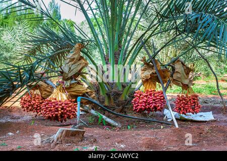 Bouquet de fruits frais mûrs rouges sur le palmier dattier. Banque D'Images