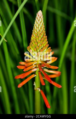 Kniphofia 'Popsicle Popsicle Papaye' Série Torch Lily Banque D'Images