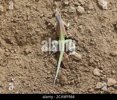 Grand lézard sans terre vu sur la piste de Grapevine Hills, parc national de Big Bend, Texas Banque D'Images