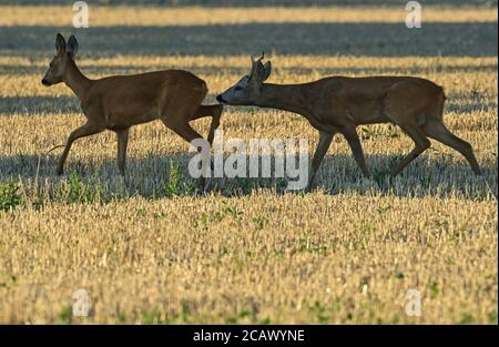 Reitwein, Allemagne. 06e août 2020. Un roebuck (r) va après un cerf. Credit: Patrick Pleul/dpa-Zentralbild/ZB/dpa/Alay Live News Banque D'Images