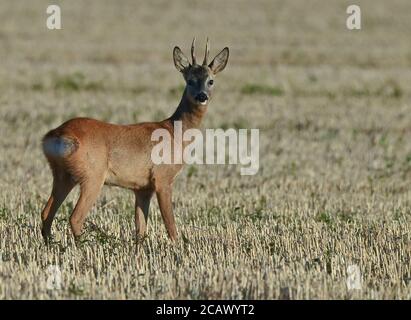 Reitwein, Allemagne. 06e août 2020. Un roebuck se tient dans un champ. Credit: Patrick Pleul/dpa-Zentralbild/ZB/dpa/Alay Live News Banque D'Images