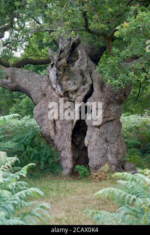 Le Royal Oak, Richmond Park Banque D'Images