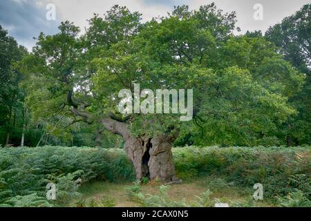 Le Royal Oak, Richmond Park Banque D'Images