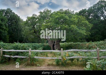 Le Royal Oak, Richmond Park Banque D'Images