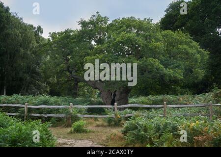 Le Royal Oak, Richmond Park Banque D'Images