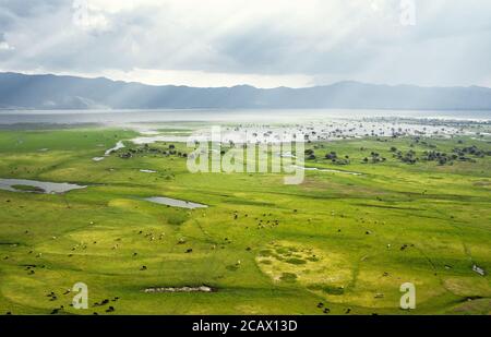 Vue aérienne sur le paysage magnifique et le troupeau de buffles noirs pâturages à la prairie. Parc national du lac Kerkini Grèce Banque D'Images
