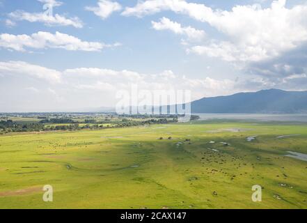 Vue aérienne sur le paysage magnifique et le troupeau de buffles noirs pâturages à la prairie. Parc national du lac Kerkini Grèce Banque D'Images
