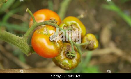 Pourri moule de tomate champignons ferme agriculture bio pourriture organique rouille légumes culture plante mousse de serre détail mouillage, sécheresse sol sec Banque D'Images