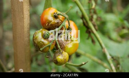 Pourri moule de tomate champignons ferme agriculture bio pourriture organique rouille légumes culture plante mousse de serre détail mouillage, sécheresse sol sec Banque D'Images