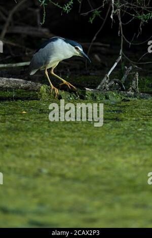 Un héron de nuit à couronne noire adulte est en perching sur une branche bas au-dessus de l'eau et en attente de sa proie Banque D'Images