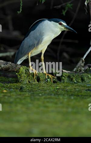 Un héron de nuit à couronne noire adulte est en perching sur une branche bas au-dessus de l'eau et en attente de sa proie Banque D'Images