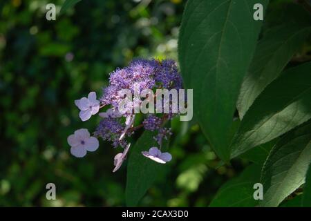 Hydrangea aspera, Hairy horrangea belles petites fleurs qui brillent au soleil Banque D'Images