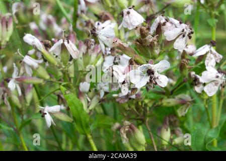 Saponaria officinalis, soapwort commun, fleurs blanches rebondissantes dans le foyer sélectif de prés de gros plan Banque D'Images