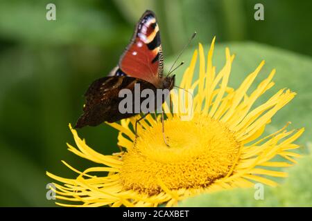 Peacock papillon reposant sur un panneau d'Elecampane, Inula helenium, également appelé cheval-guérir ou elfdock Banque D'Images