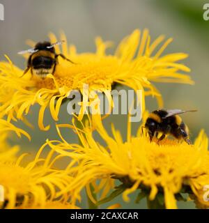 Bumble abeilles collectant à partir d'un panneau d'Elecampane, Inula helenium, également appelé cheval-guérir ou elfdock Banque D'Images