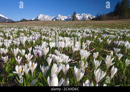 Géographie / Voyage, Allemagne, Bavière, Gerold, rambunctiousness crocus en face du Karwendel (Mount, Additional-Rights-Clearance-Info-not-available Banque D'Images