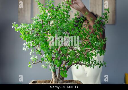 Femme noire élagage d'une plante succulente appelée Portulacaria afra 'Elephant Bush' (communément connue sous le nom de plante de Jade) dans un style Bonsai. Mise au point sélective Banque D'Images