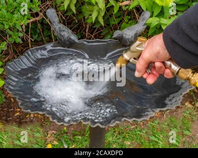 Gros plan de la main d’un homme tenant un pistolet arrosoir attaché à un tuyau, remplissant d’eau un bain d’oiseau orné dans le jardin/cour. Banque D'Images