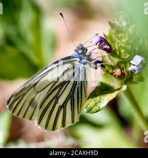 Blanc mariné (pieris marginalis) papillon buvant le nectar d'une fleur. Banque D'Images