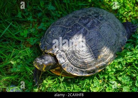 Tortue rampant sur une herbe verte. Banque D'Images