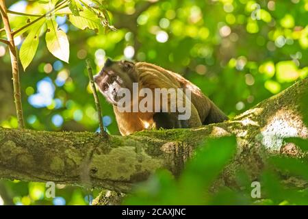 Singe Capuchin touffeté brun dans la forêt tropicale près d'Alta Floresta, Brésil Banque D'Images