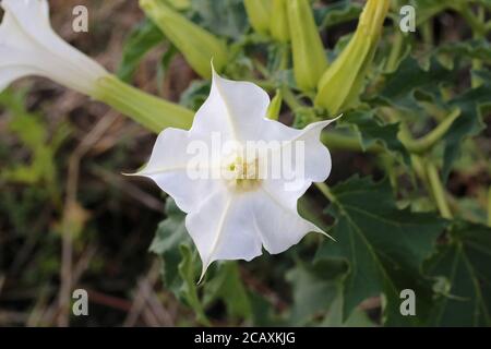 Datura stramonium, Thorn Apple. Plante sauvage en été. Banque D'Images