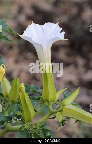Datura stramonium, Thorn Apple. Plante sauvage en été. Banque D'Images