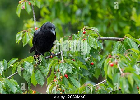 Crow de Carrion adulte dans un cerisier. Banque D'Images