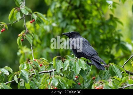 Crow de Carrion adulte dans un cerisier. Banque D'Images