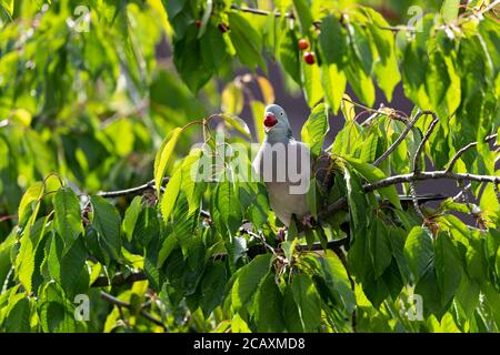 Un pigeon à bois commun adulte dans un cerisier. Banque D'Images